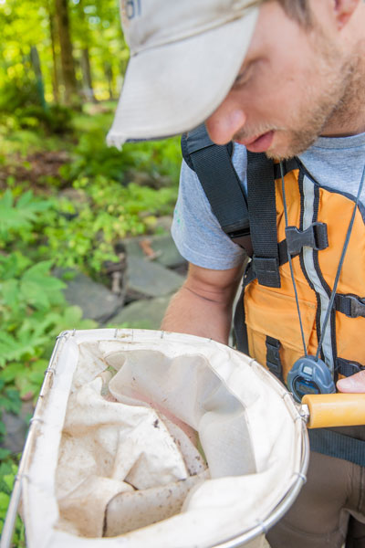 A man examines macroinvertebrates in a net.