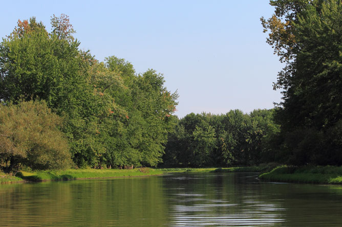 Silver maples and willows grow along the banks of a channel.