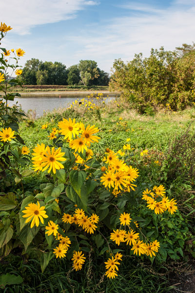 Magnificent plants with yellow flowers along the Tolba trail in Odanak