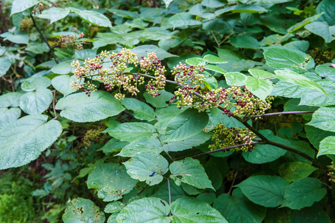 Purple fruits of the American spikenard