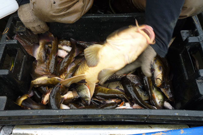 Bucket full of various kinds of fish