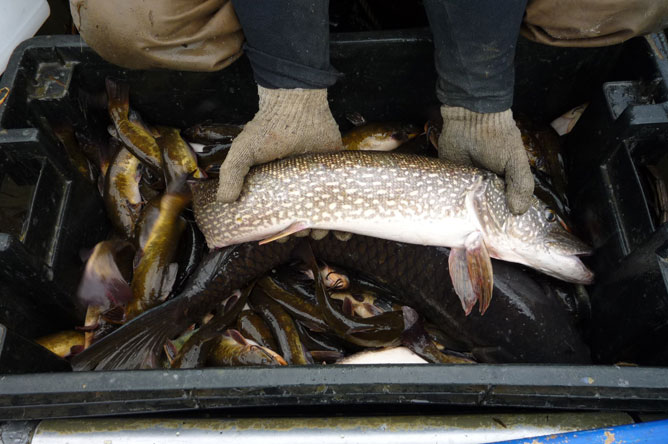 Two hands holding a pike over a bucket full of fish.